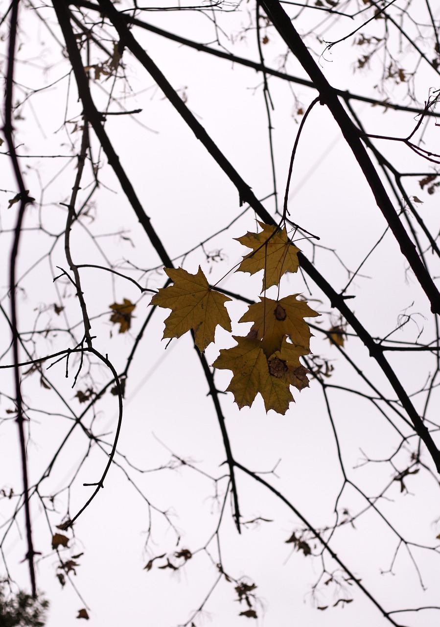 the leaves gold cold free photo