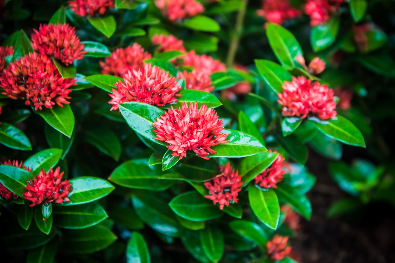 the leaves red flowers green free photo