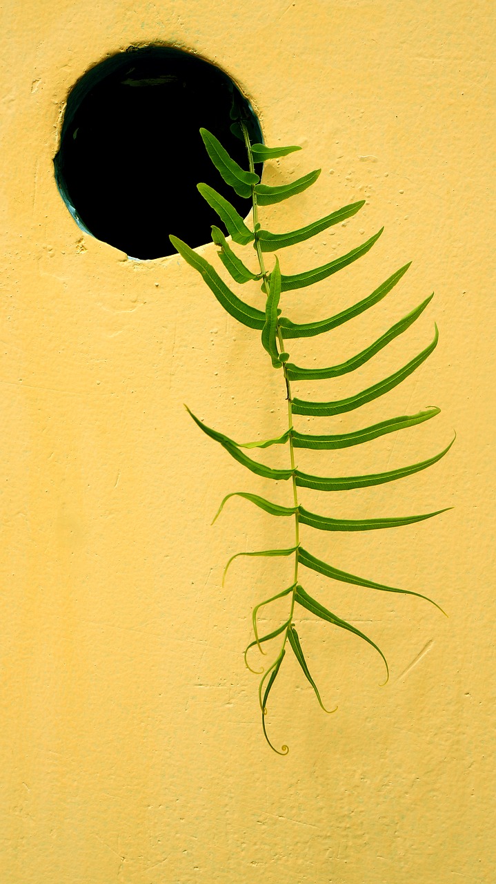 the leaves wall fern free photo