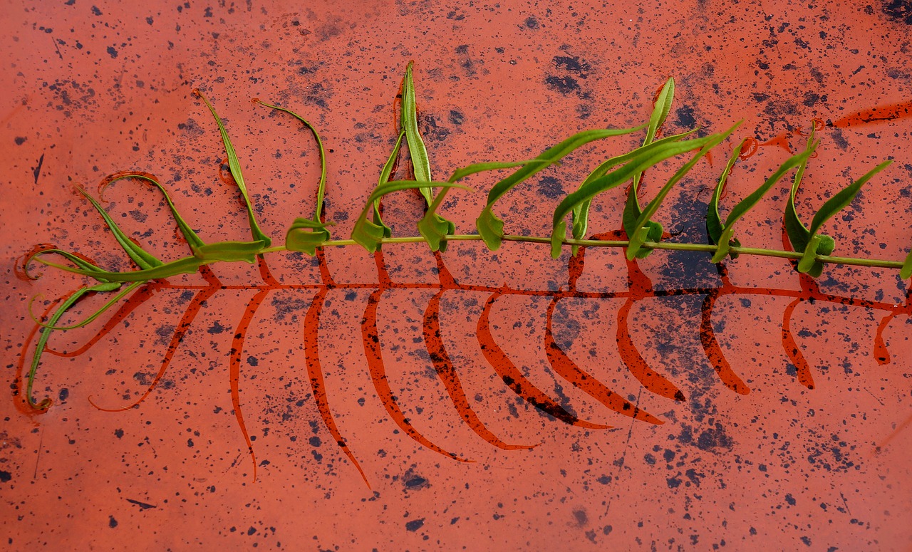 the leaves tile reflect free photo