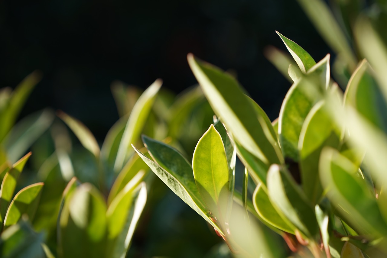 the leaves macro sunshine free photo