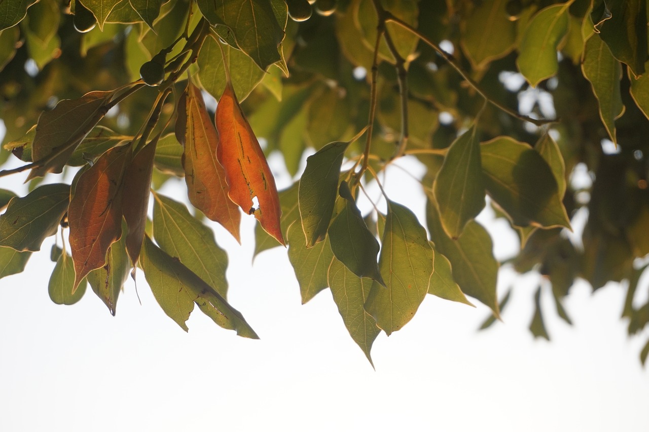 the leaves autumn the scenery free photo