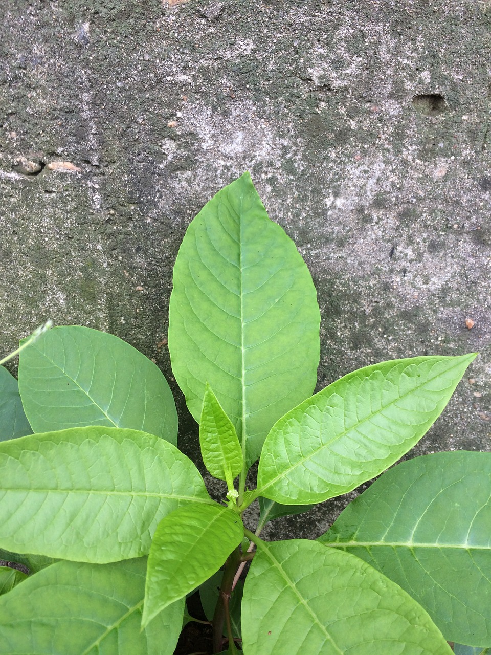 the leaves wall wild free photo