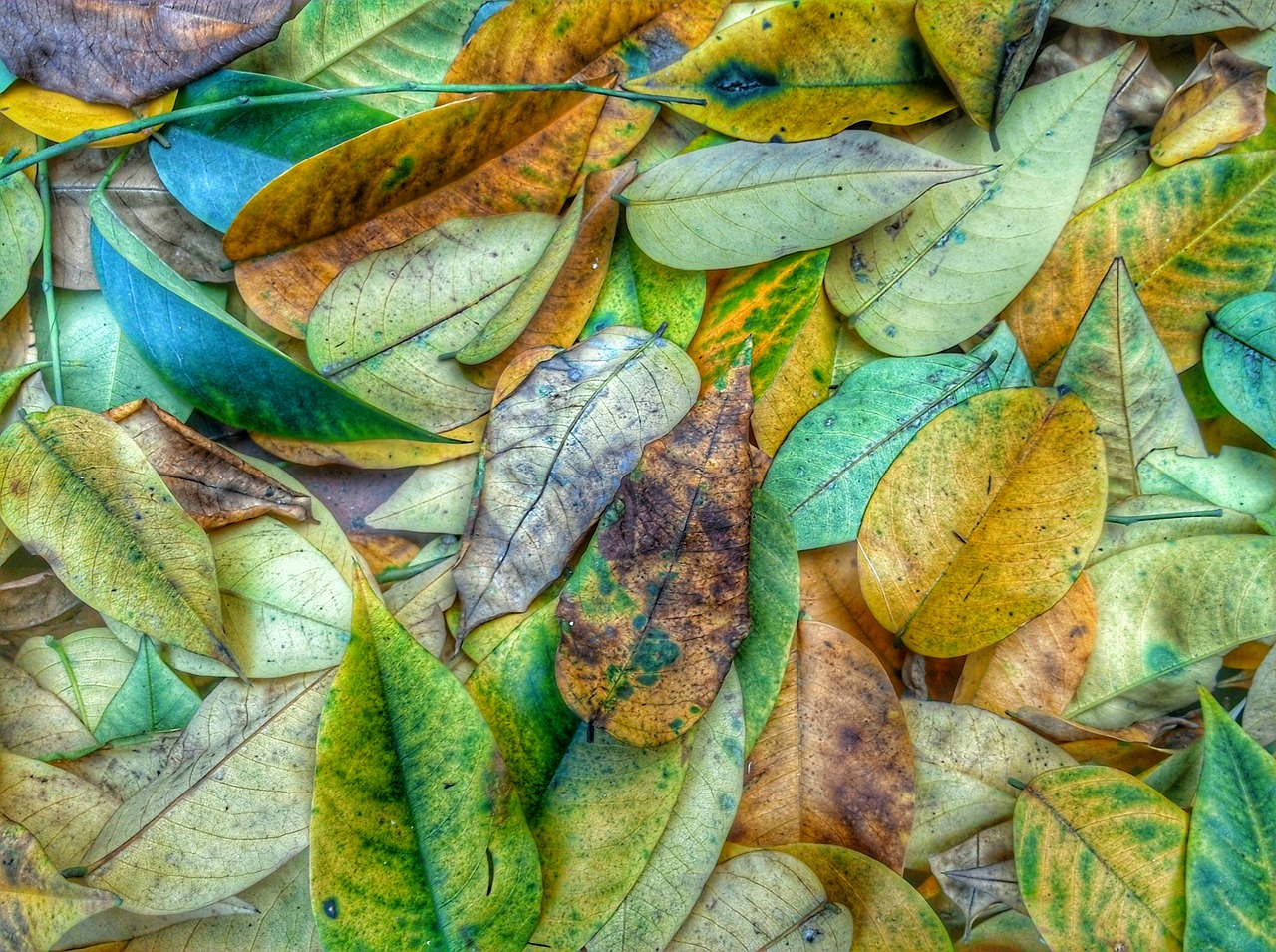 the leaves sad fraying free photo