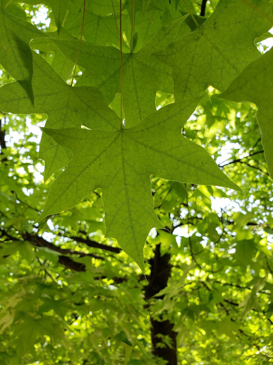 the leaves  summer  green free photo