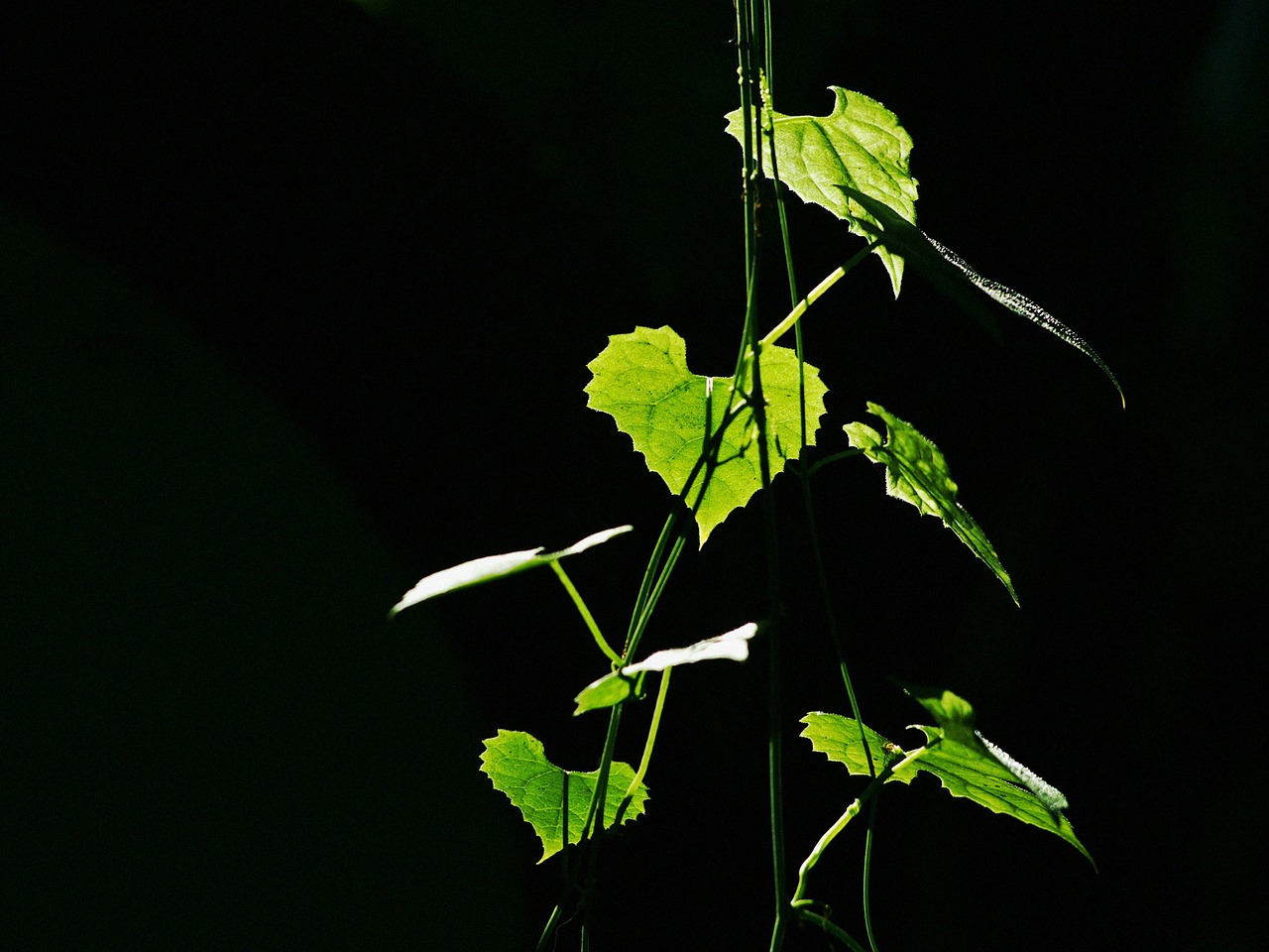 the leaves  natural  green free photo