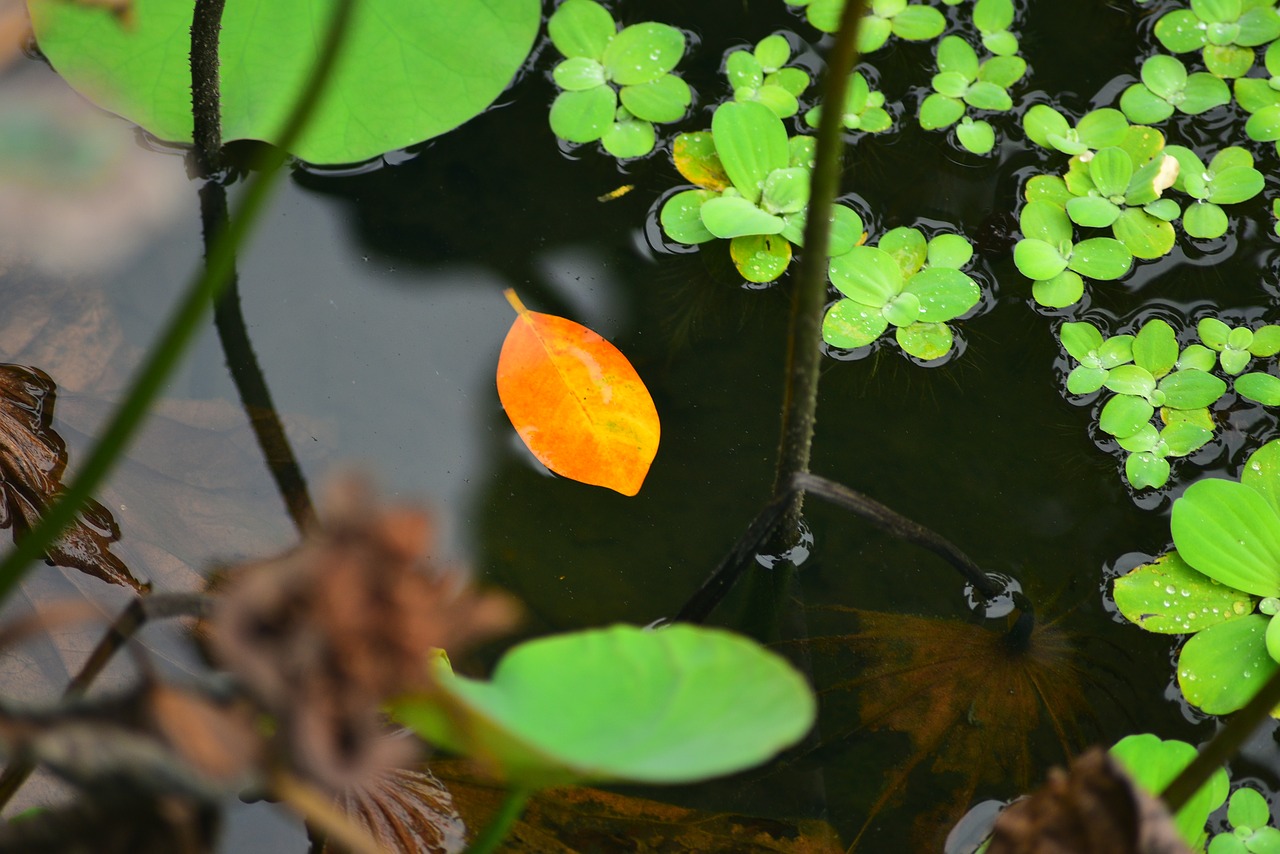 the leaves  pool  lake free photo