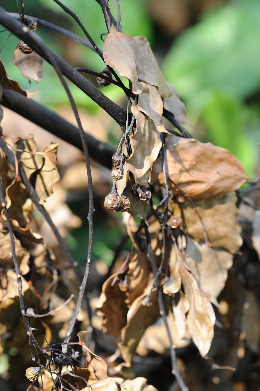 the leaves  dead leaves  fruit free photo