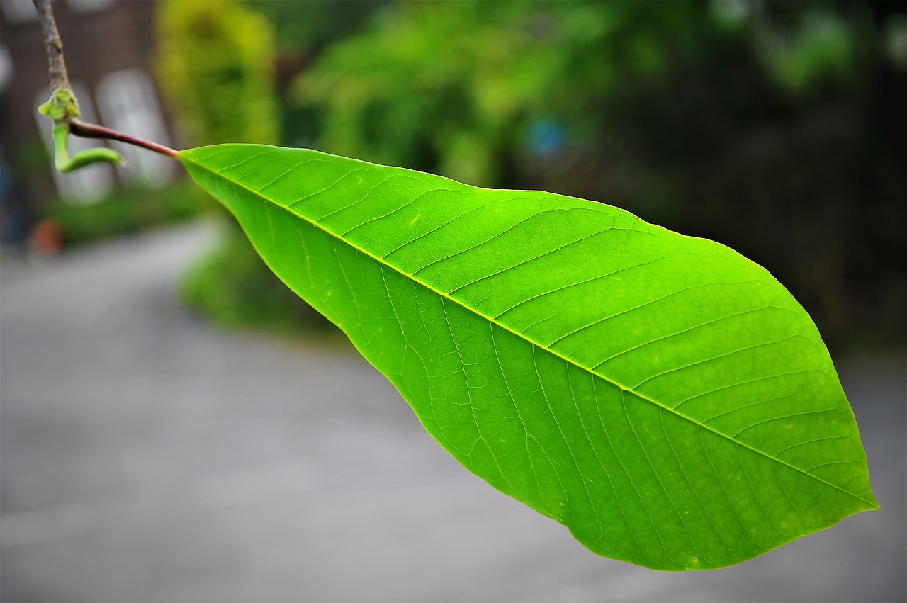 the leaves  green  design free photo