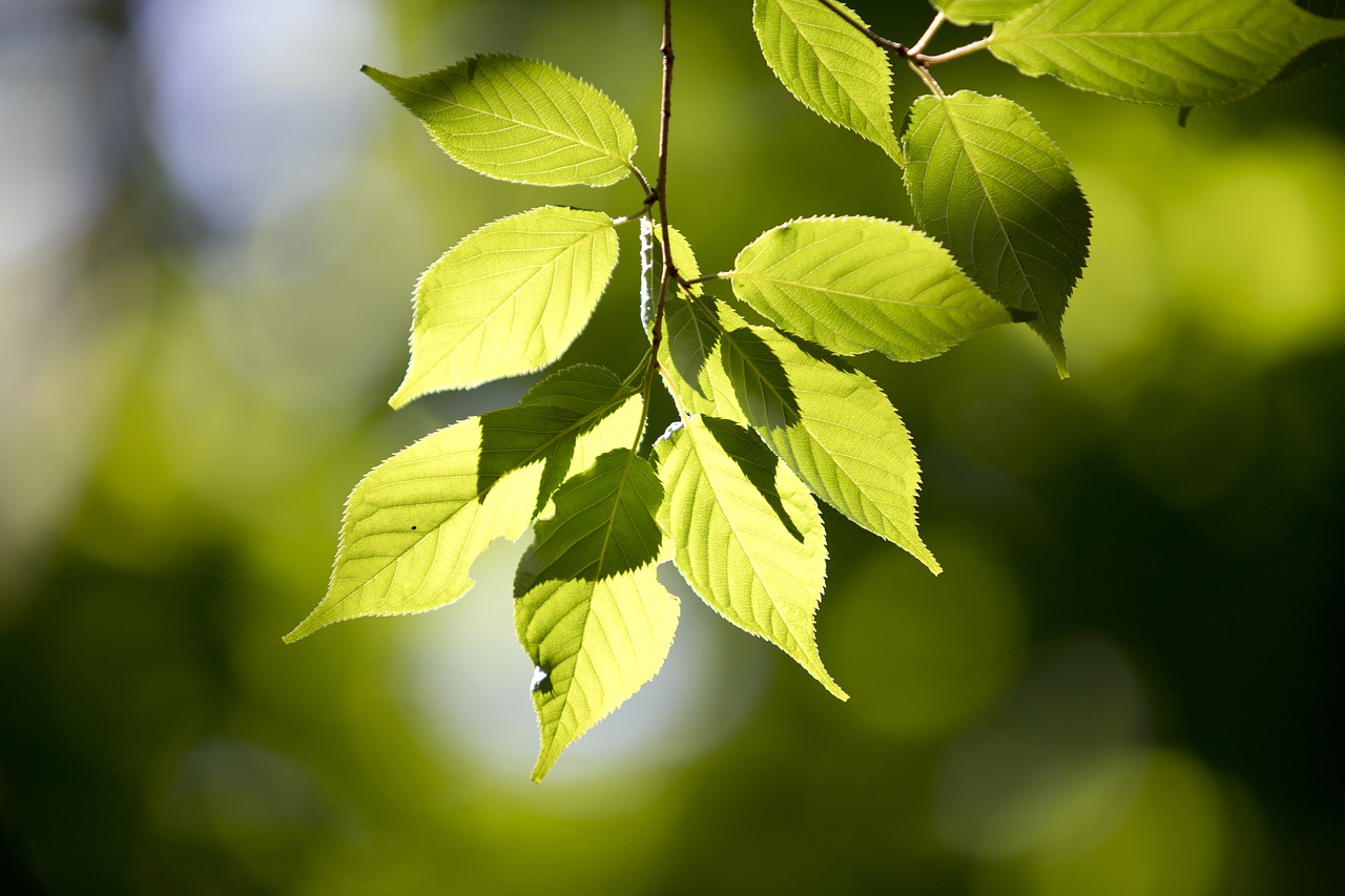 the leaves  state of the union  abstract free photo