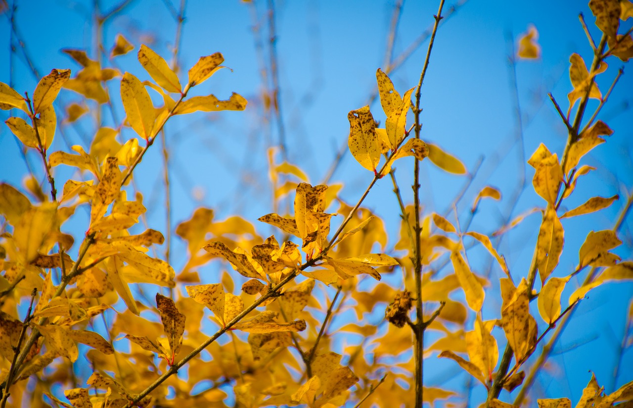 the leaves yellow blue sky free photo