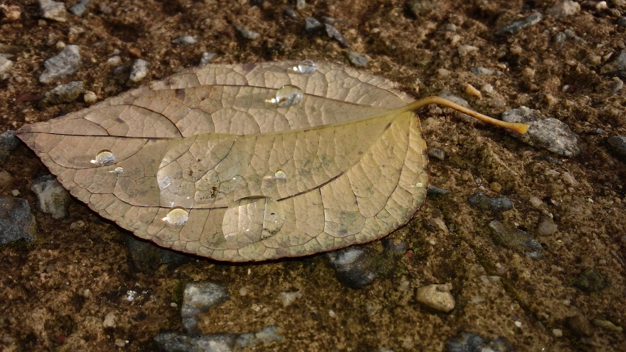 the leaves dew autumn free photo