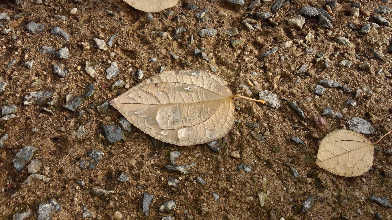 the leaves dew autumn free photo