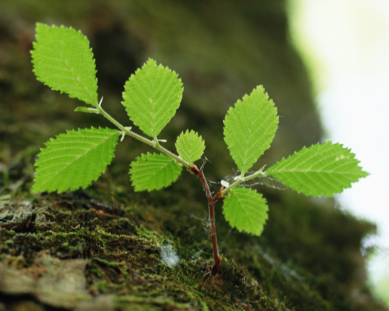 the leaves abstract spring free photo