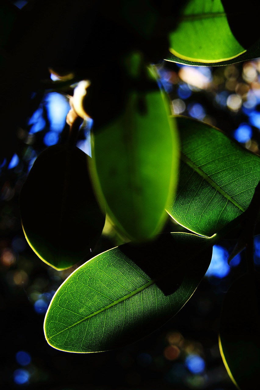 the leaves nature plants free photo