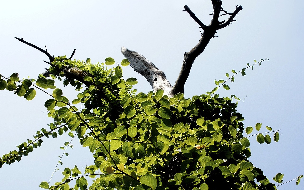 the leaves sky nature free photo