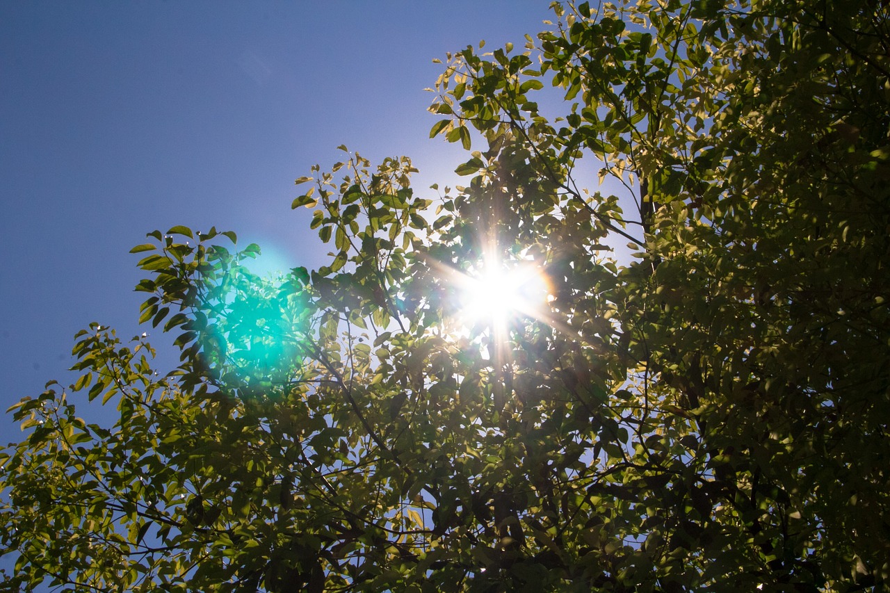 the leaves camphor tree sun free photo