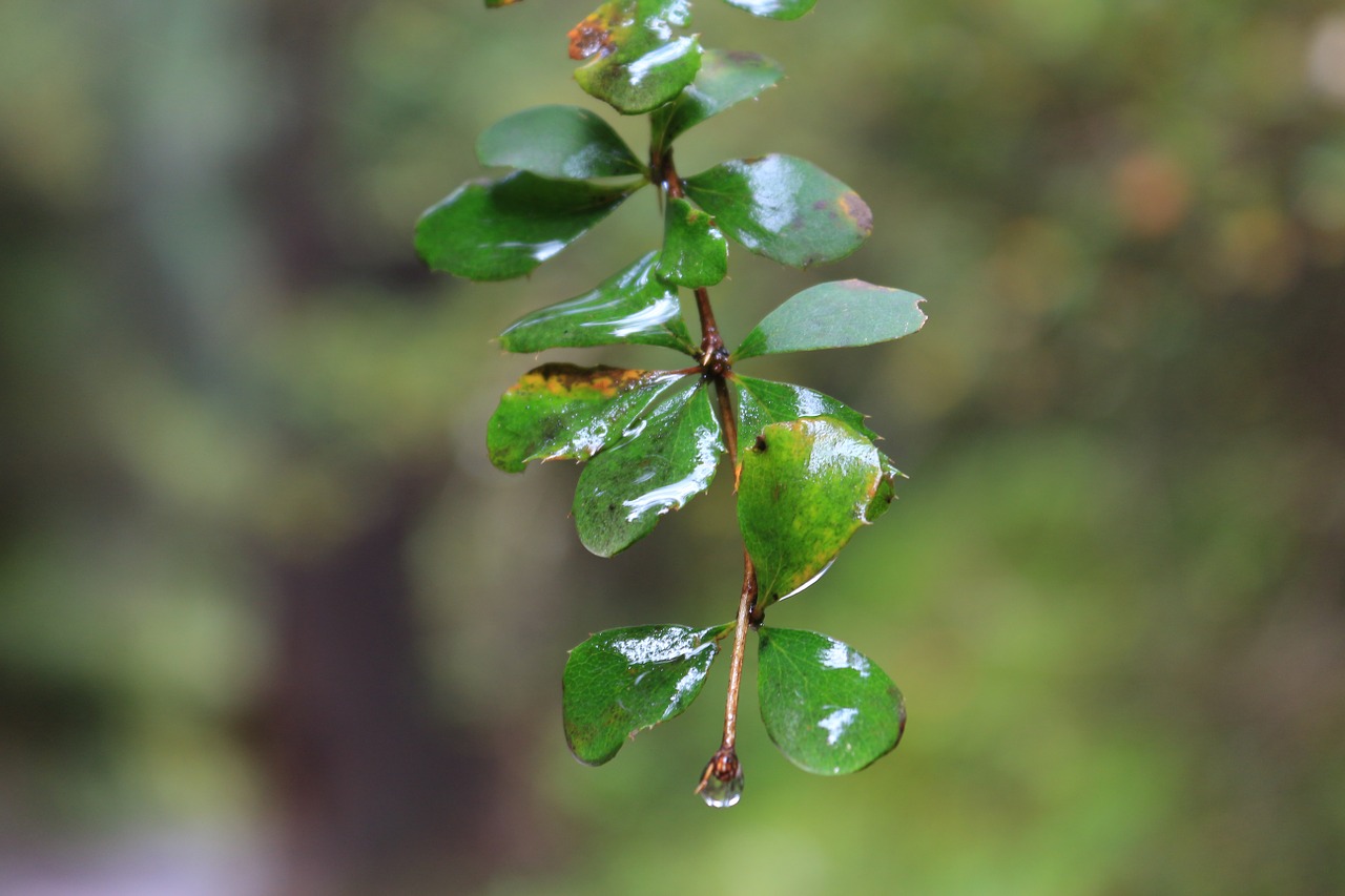 the leaves water droplets branches free photo