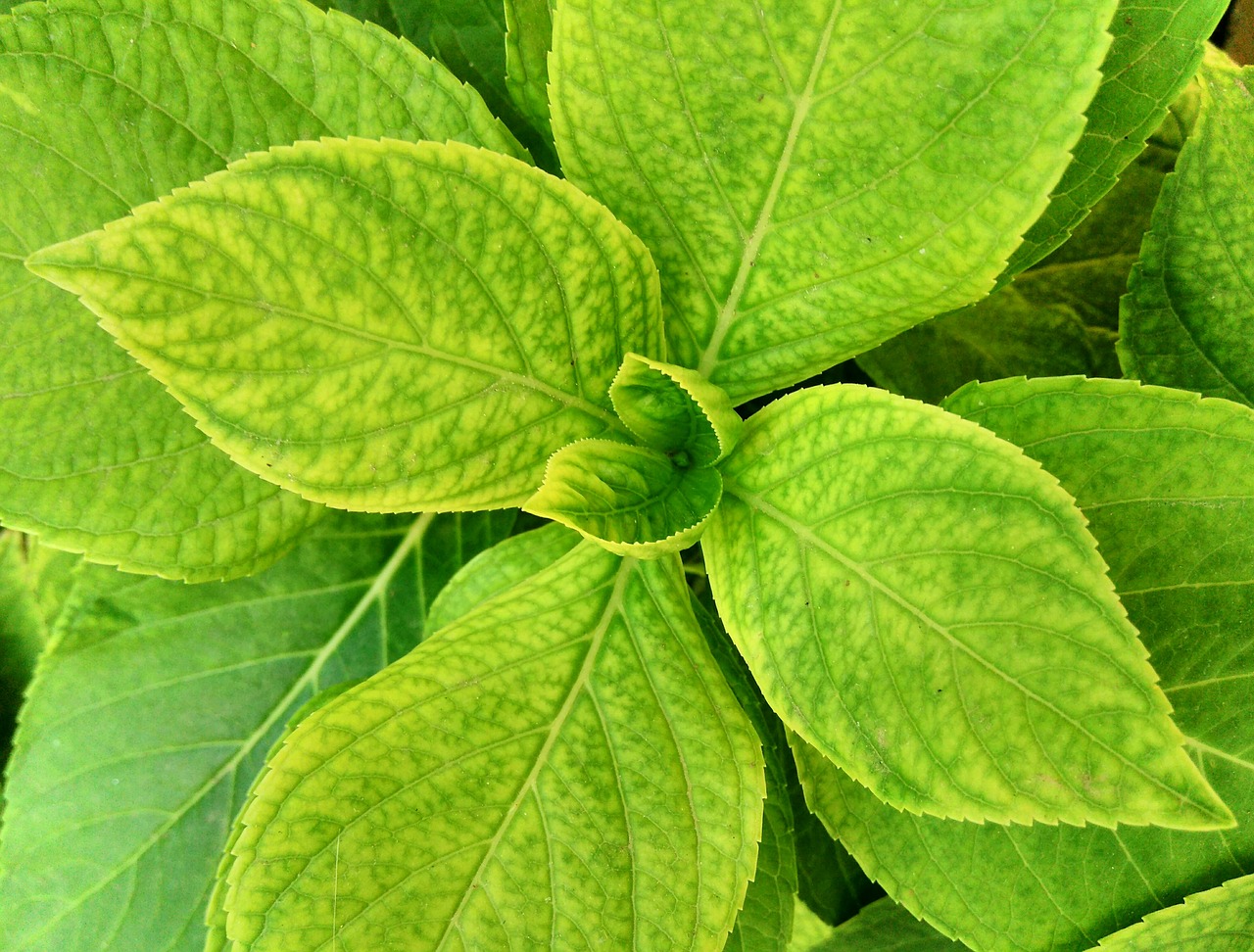 the leaves are the median macro free photo