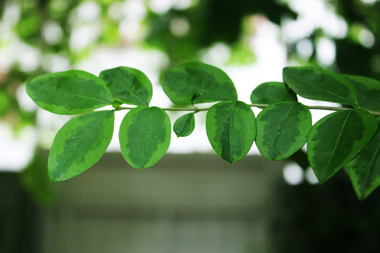 the leaves are istanbul turkey free photo