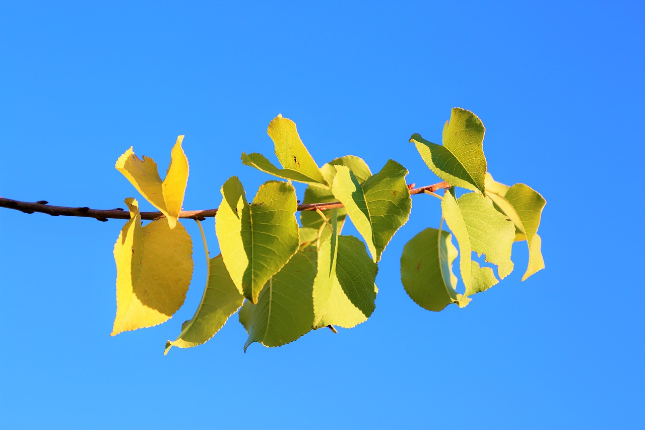 the leaves are  autumn  leaves free photo