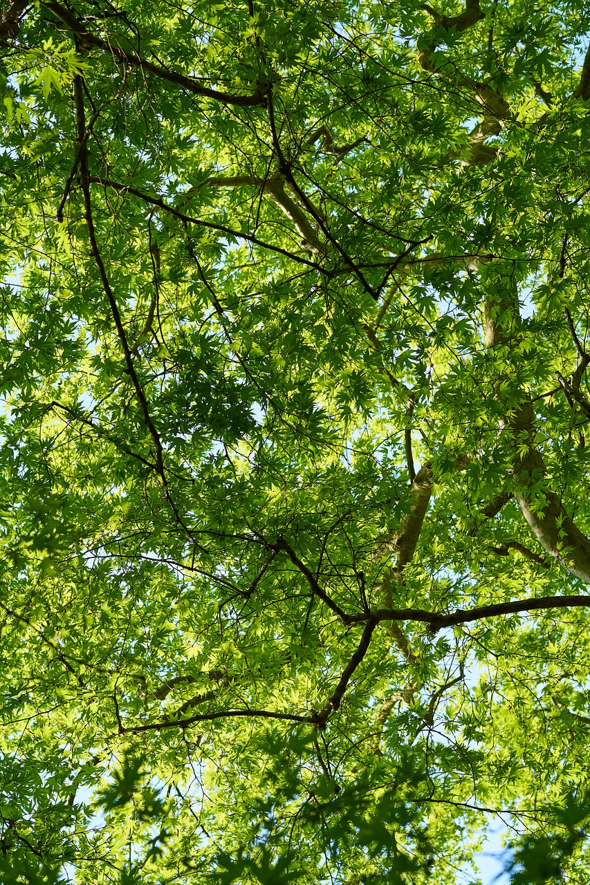 the leaves are  green  spring free photo