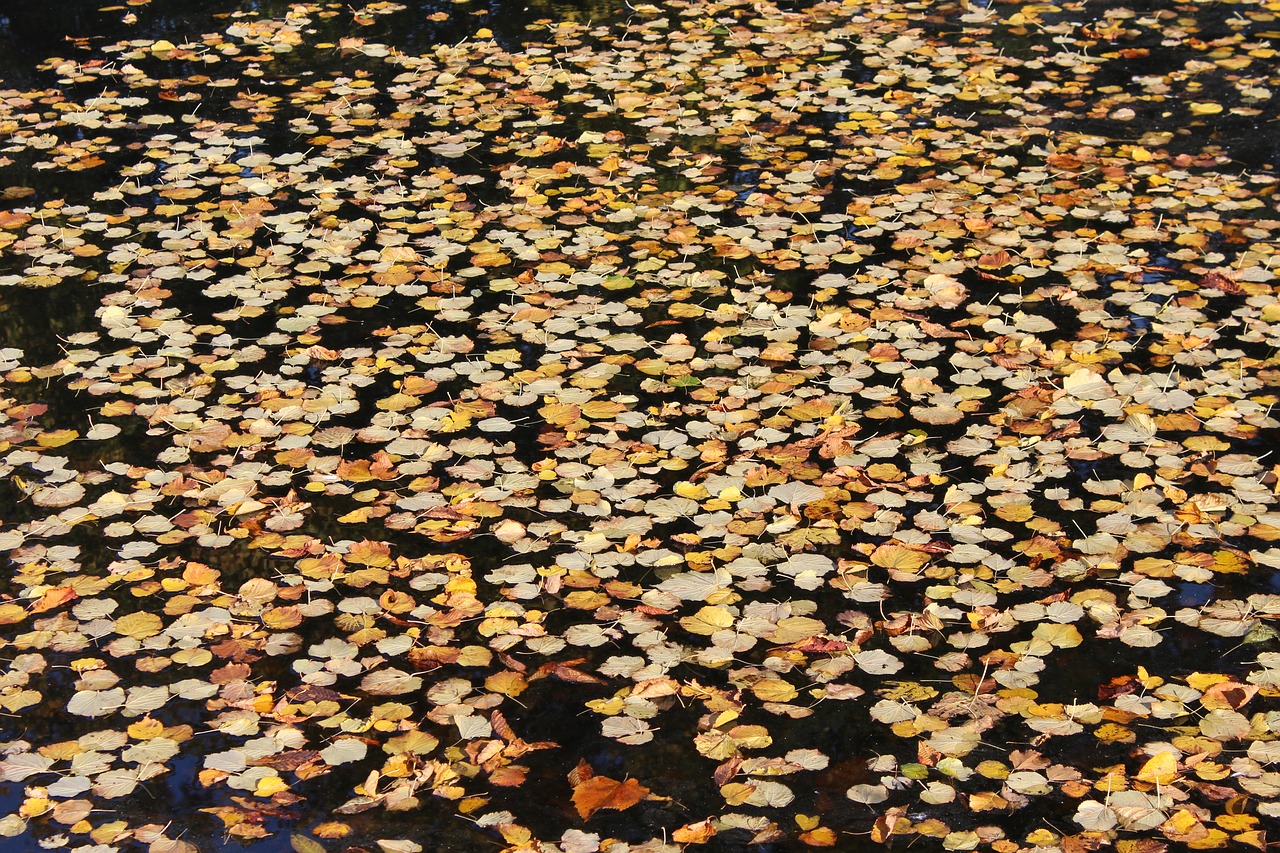 the leaves in the water autumn fall free photo