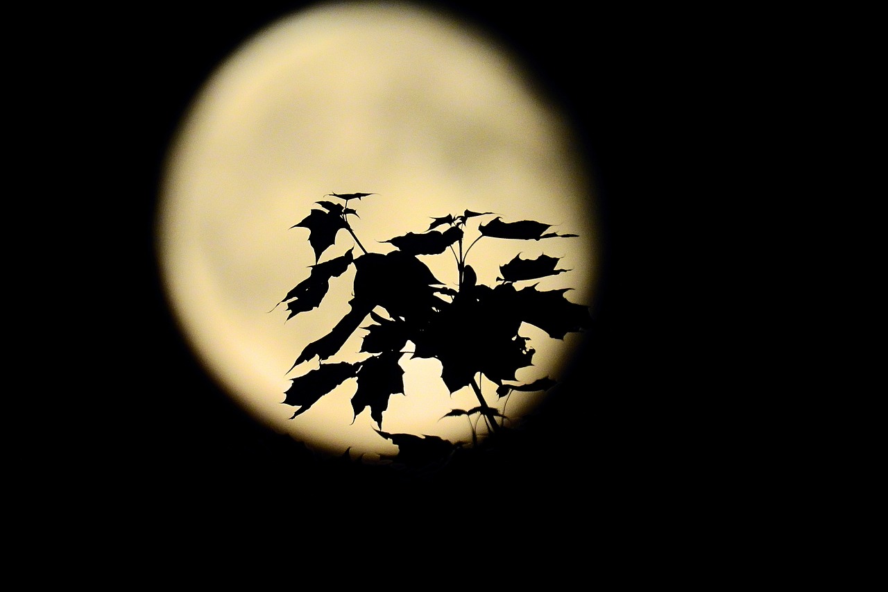 the leaves on the background of the moon  night  full moon free photo