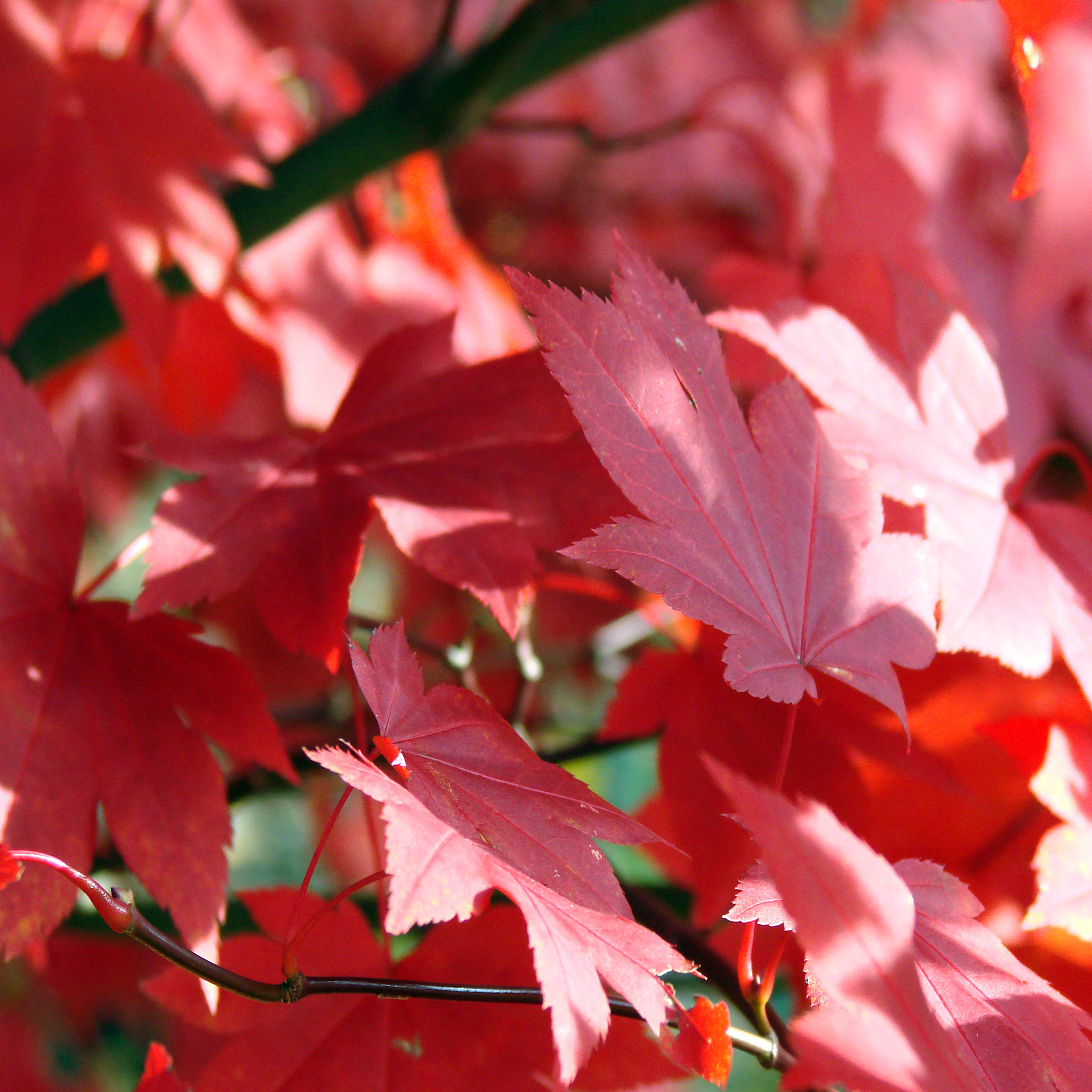 leaves red color free photo