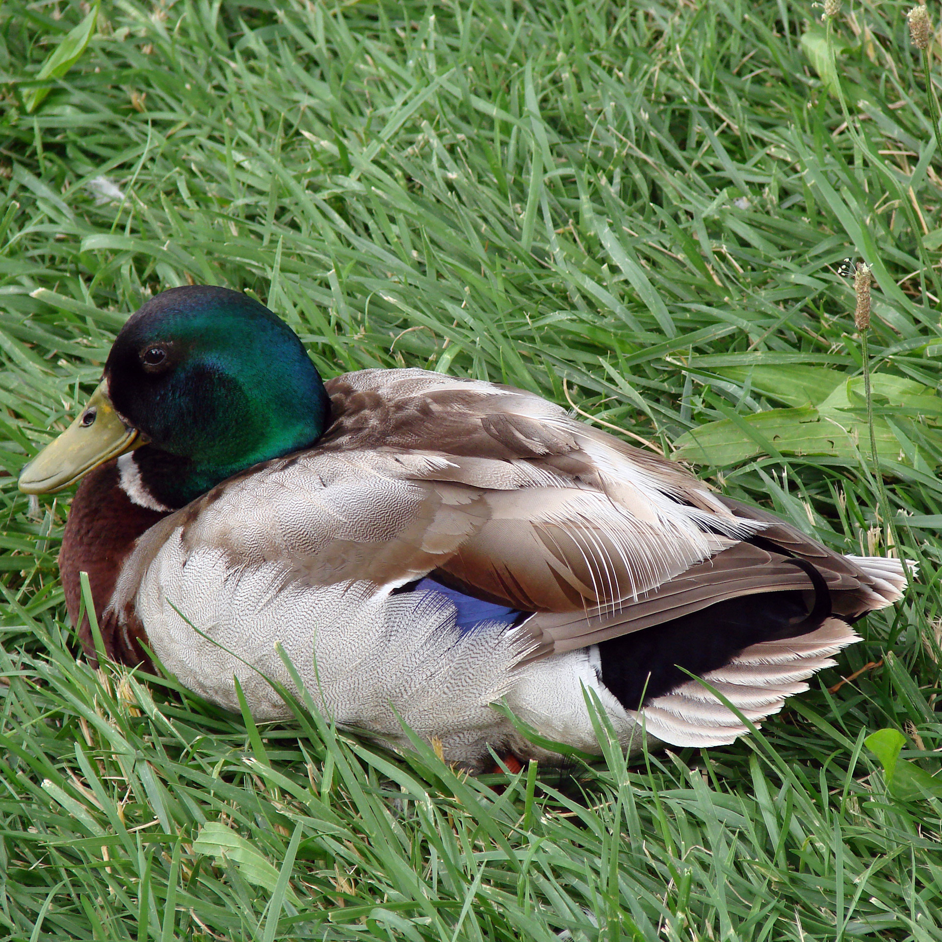 male duck nature free photo