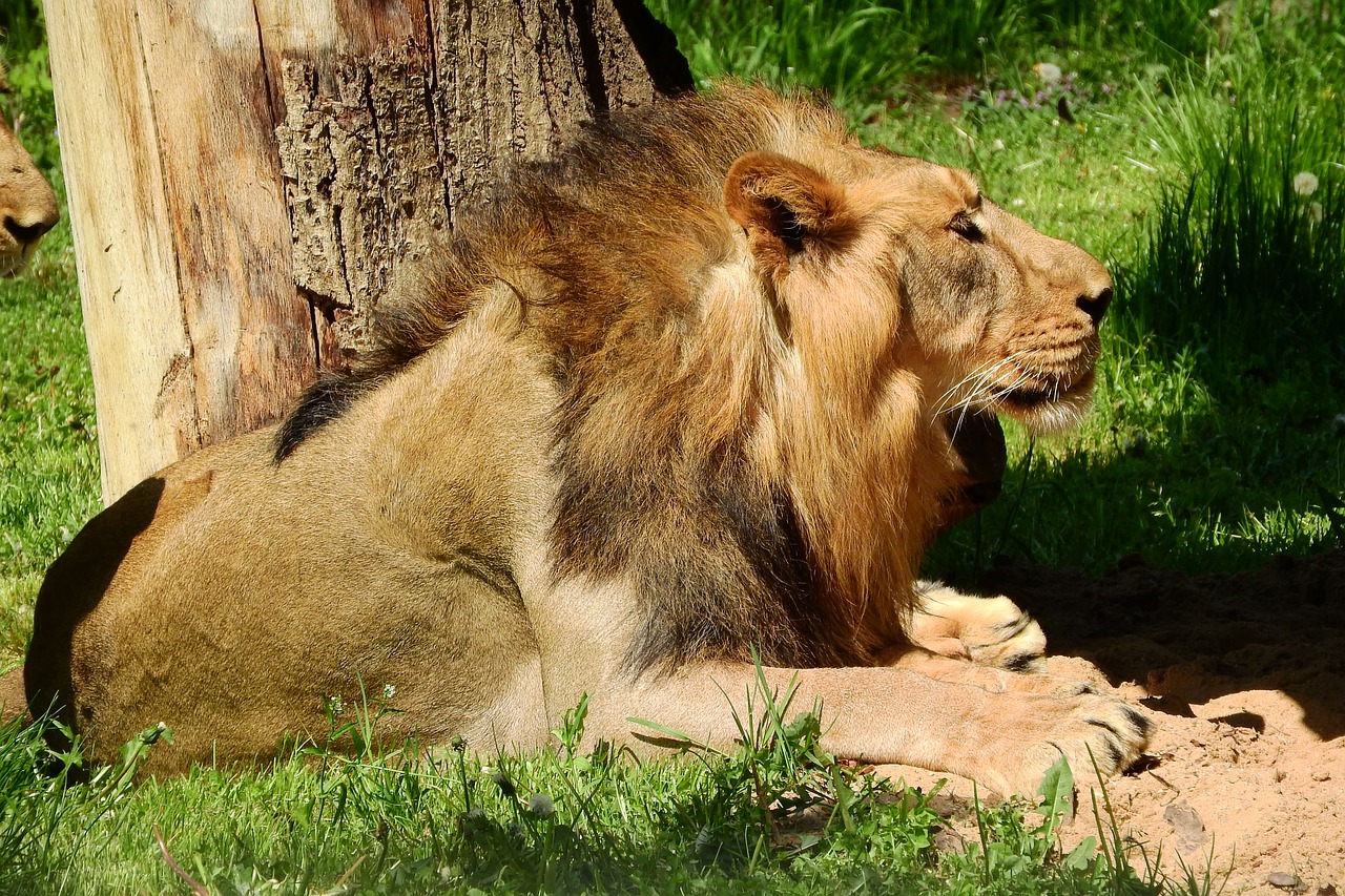 the lion male the prague zoo free photo