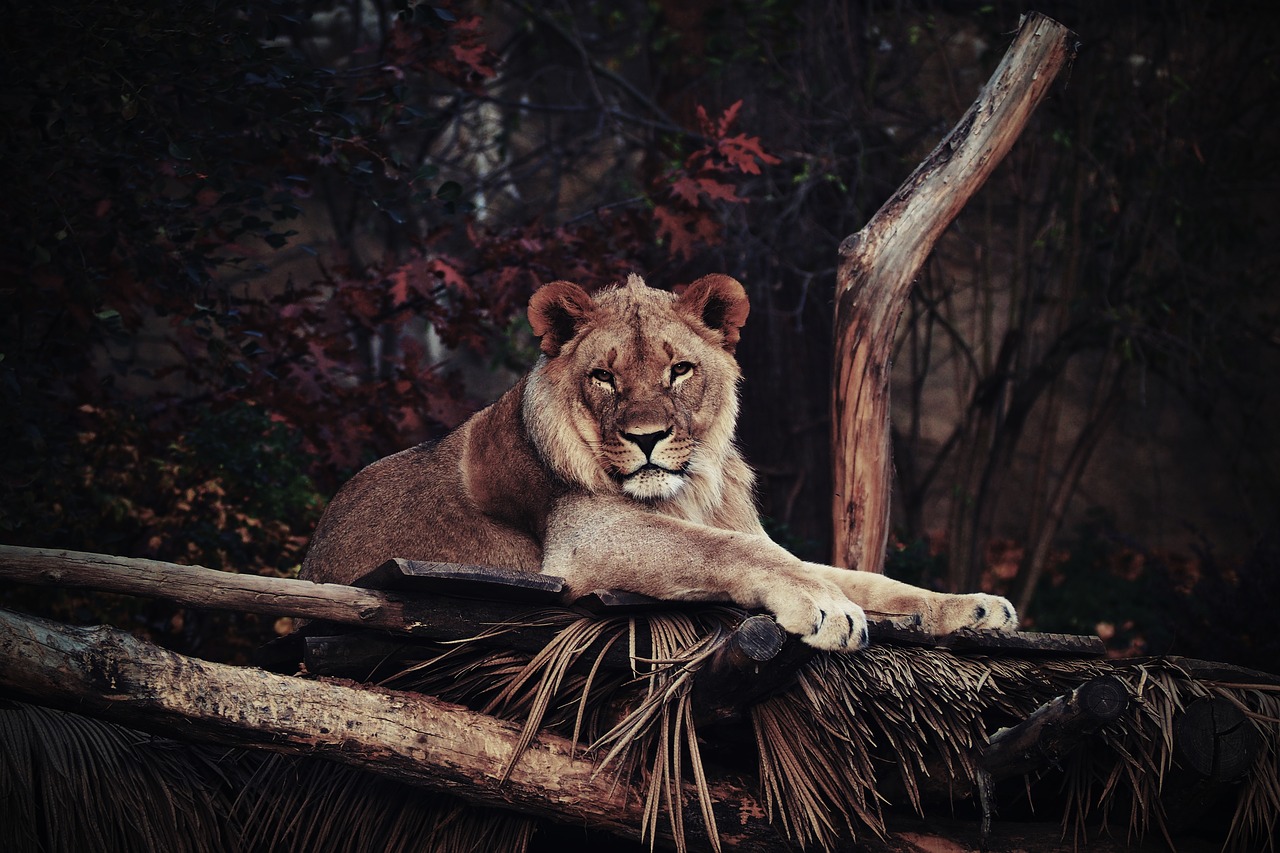 the lion animals savana free photo