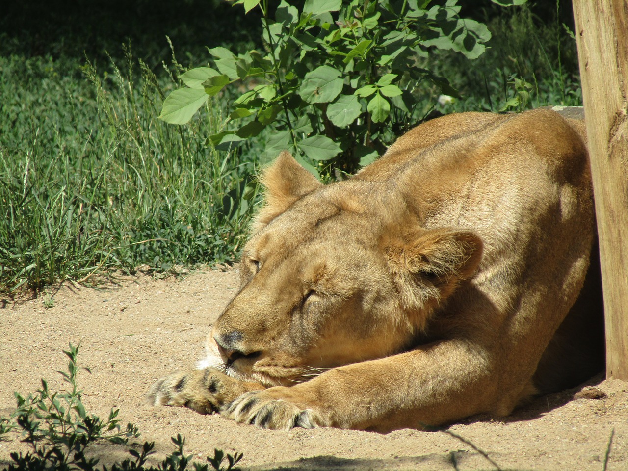 the lion  lioness  zoo free photo