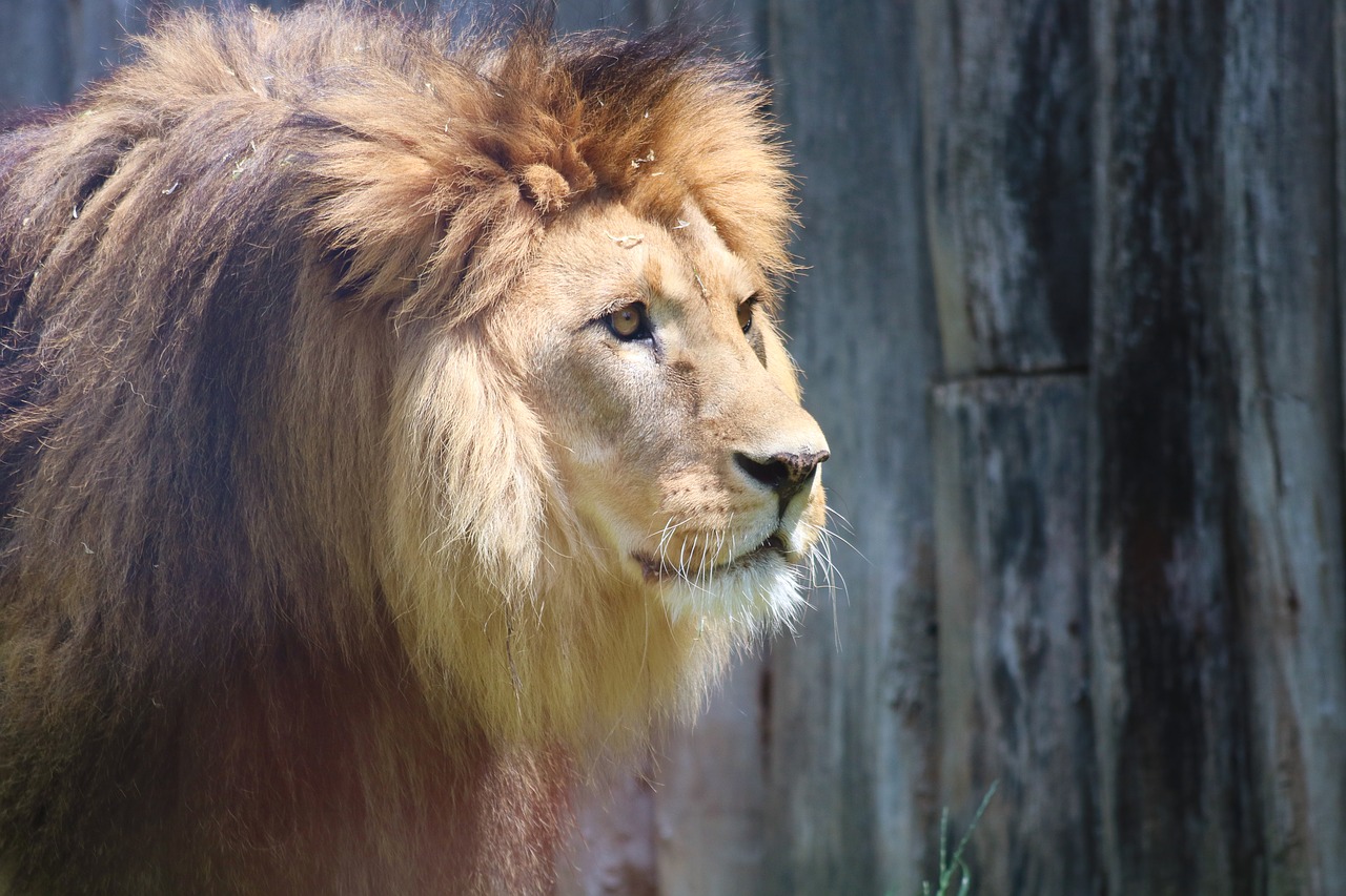 the lion  mane  cat free photo