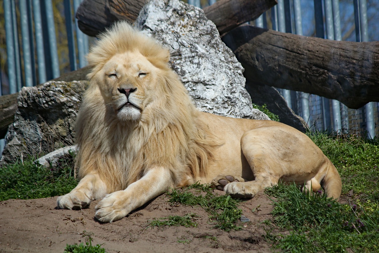 the lion  white  african free photo