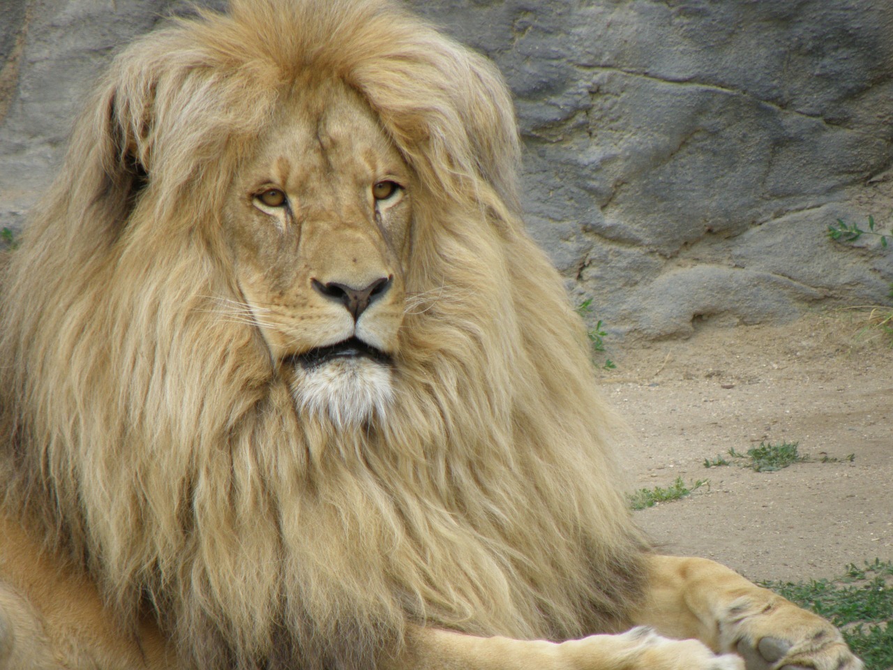 the lion mane head free photo