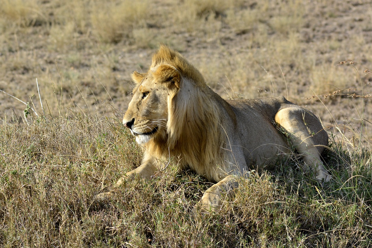 the lion amboseli africa free photo
