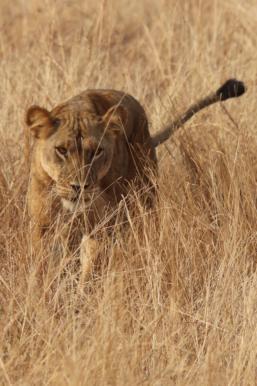 the lioness  predator  savannah free photo