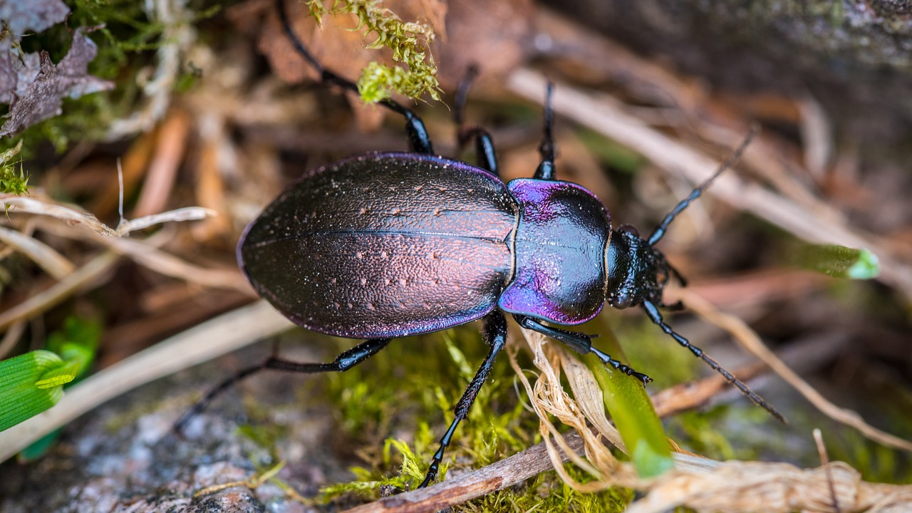 the little old beetle bug nature free photo