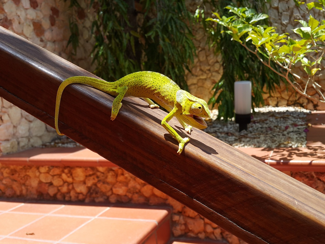 the lizard zanzibar exotica free photo