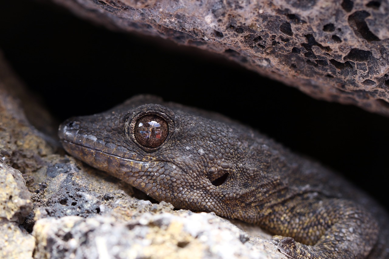 the lizard eye animal portrait free photo