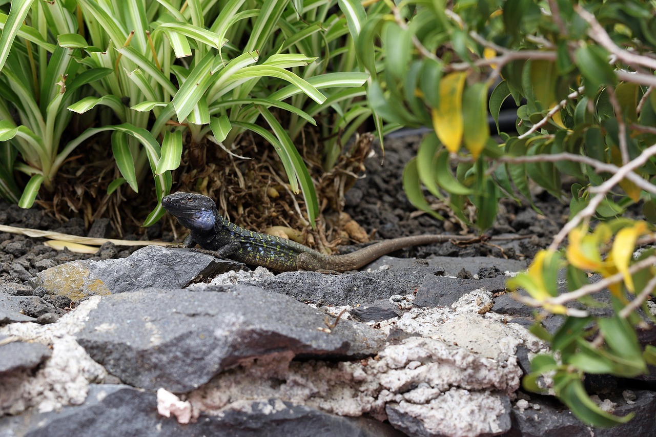 the lizard kanaryjka niebieskoplama gad free photo