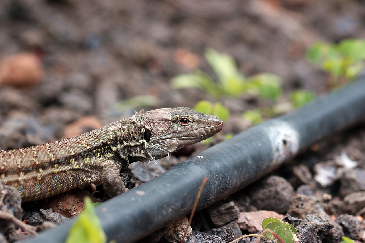 the lizard eyes closeup free photo