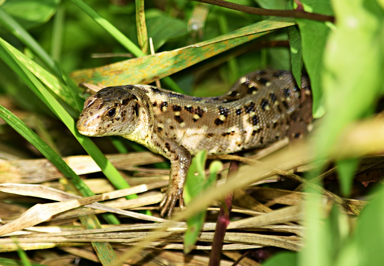 the lizard gad grass free photo