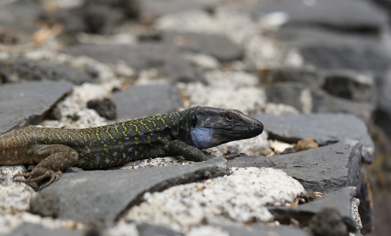 the lizard kanaryjka niebieskoplama tenerife free photo