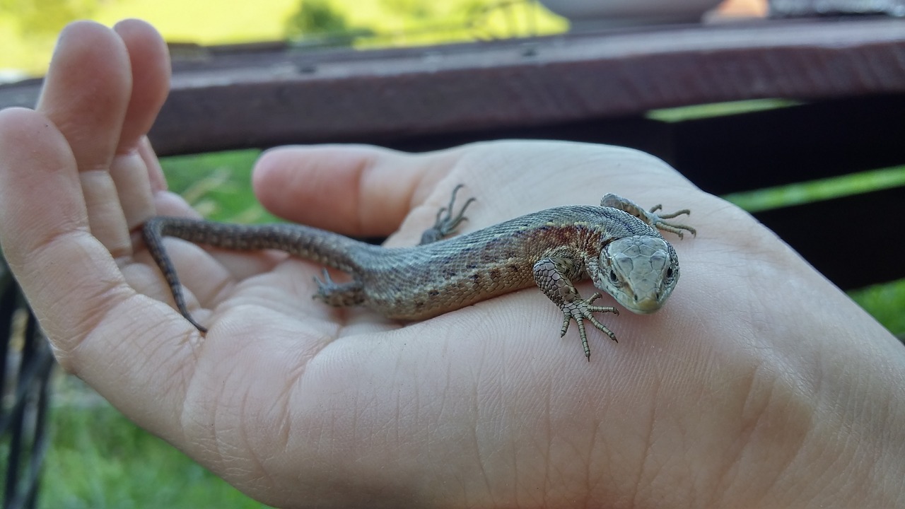 the lizard hand nature free photo