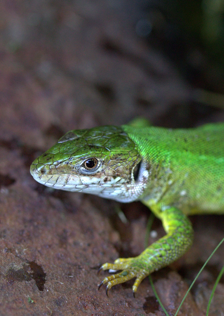 the lizard guster green free photo