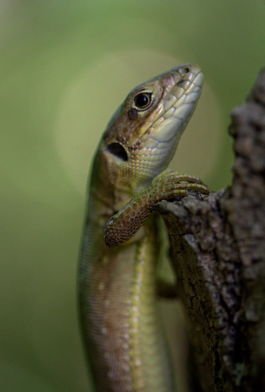 the lizard reptile green free photo