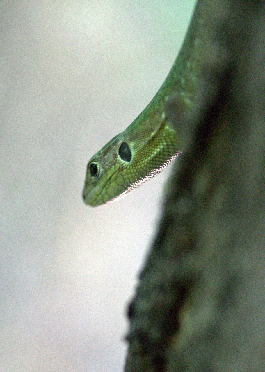 the lizard reptile green free photo