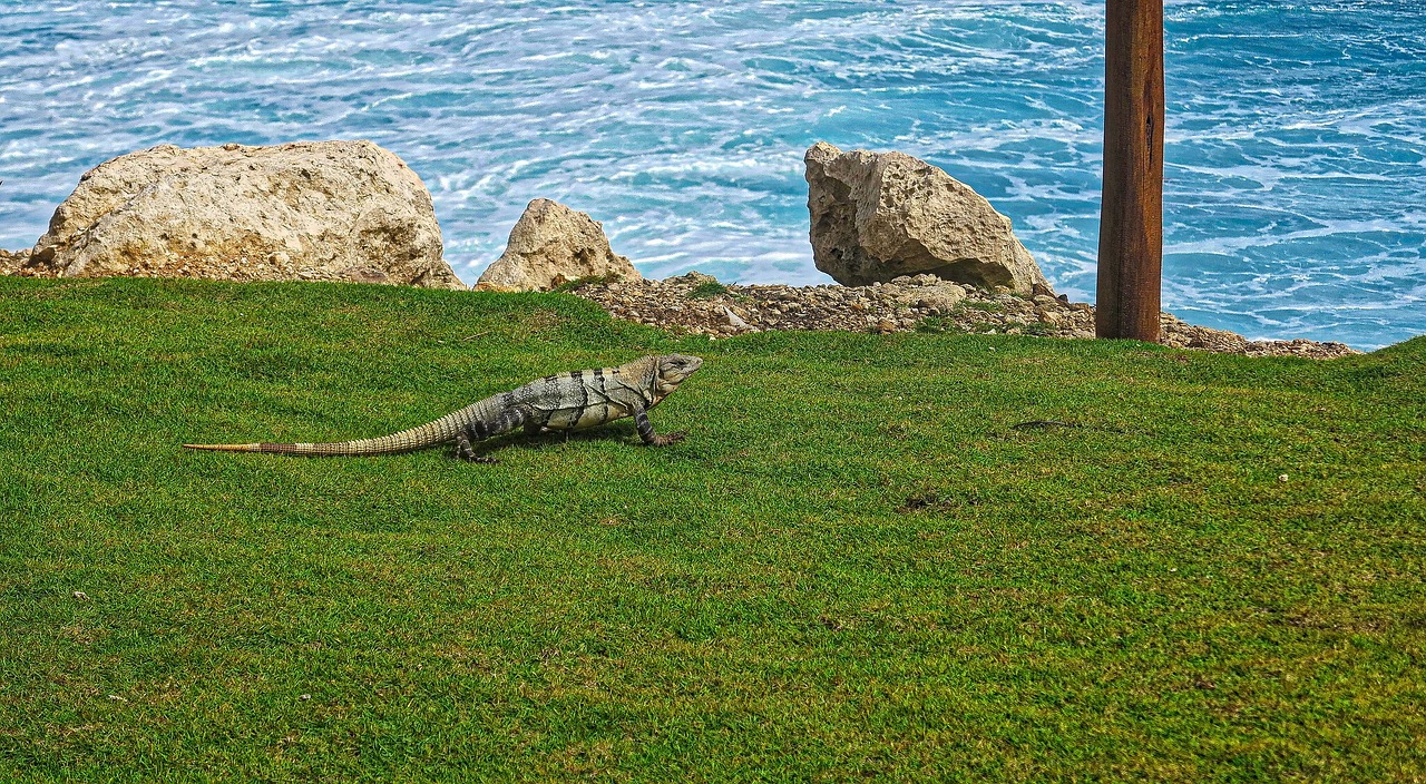 the lizard relax ocean free photo